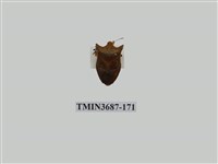 藏品(半翅目(3))的圖片